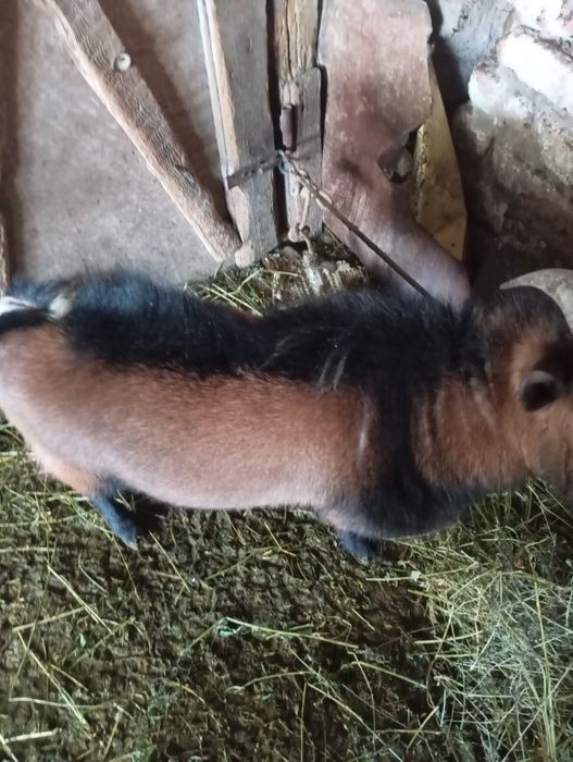 Продавам декоративни кози