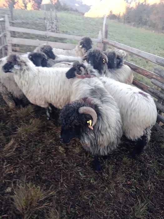 Vand 10 oi bucălăi gestante