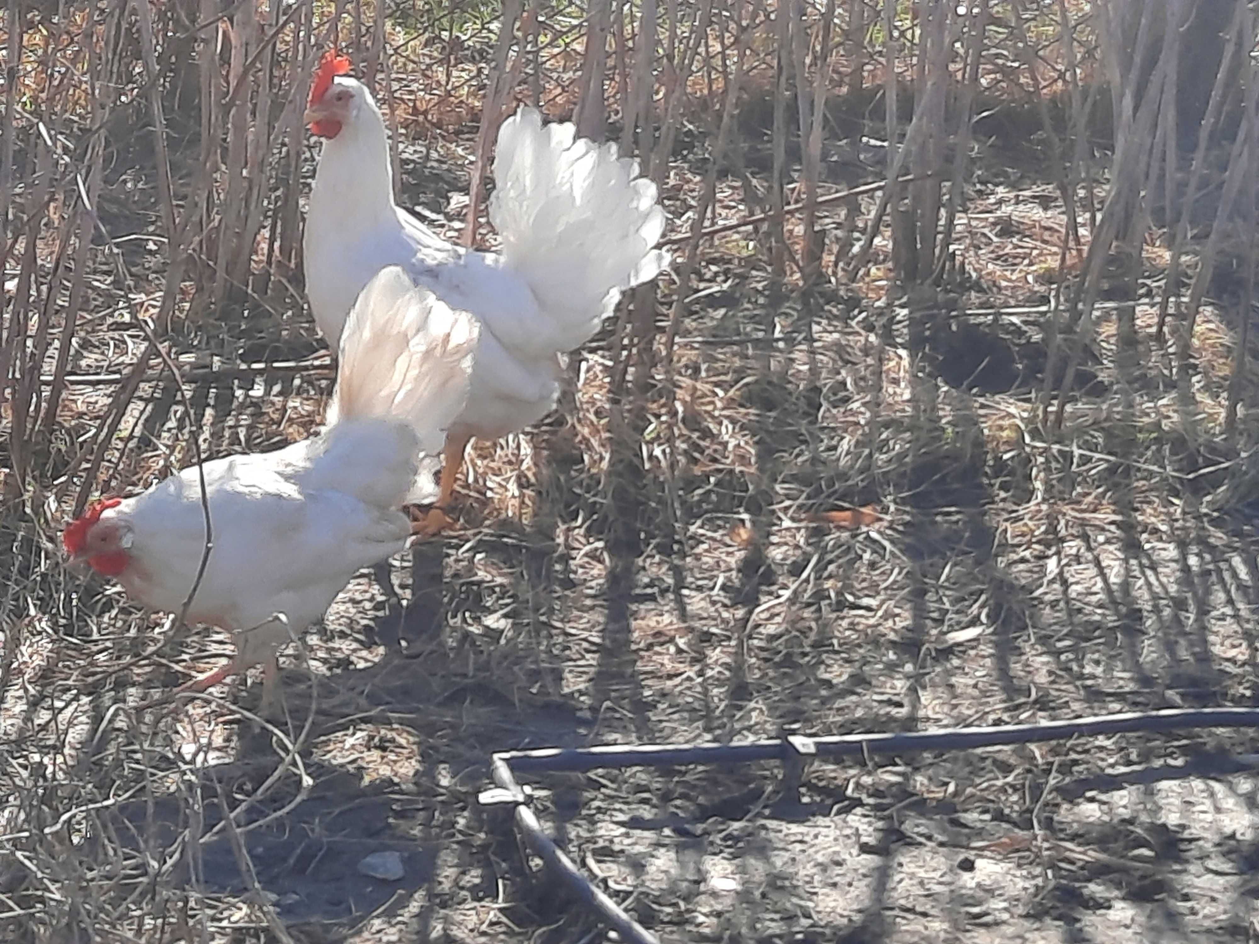 Vand oua pentru incubat de la gaini Leghorn