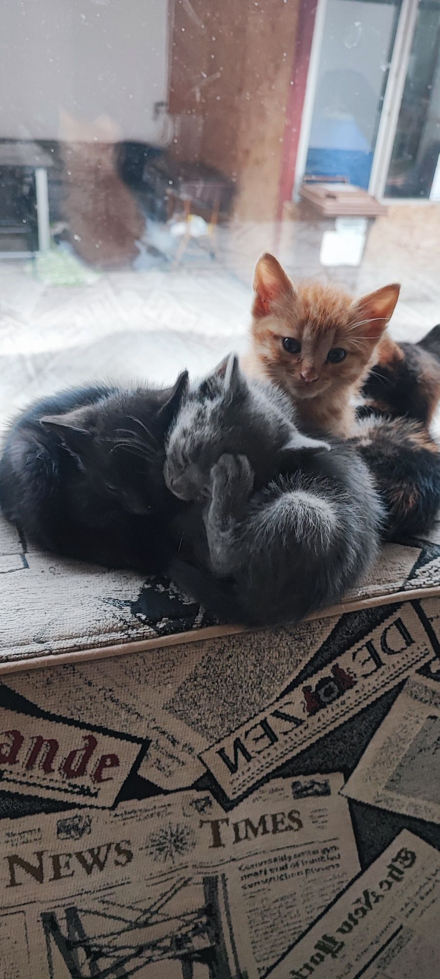 Ofer spre adopție