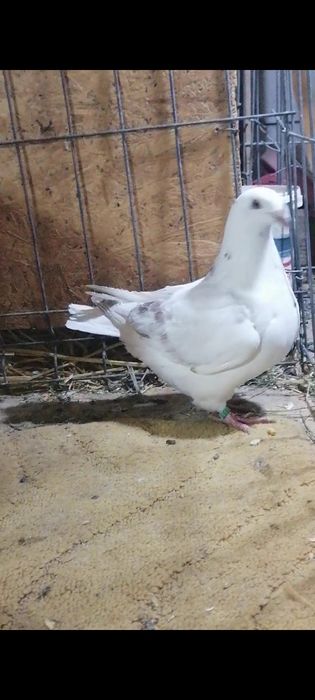 Porumbei american AGH