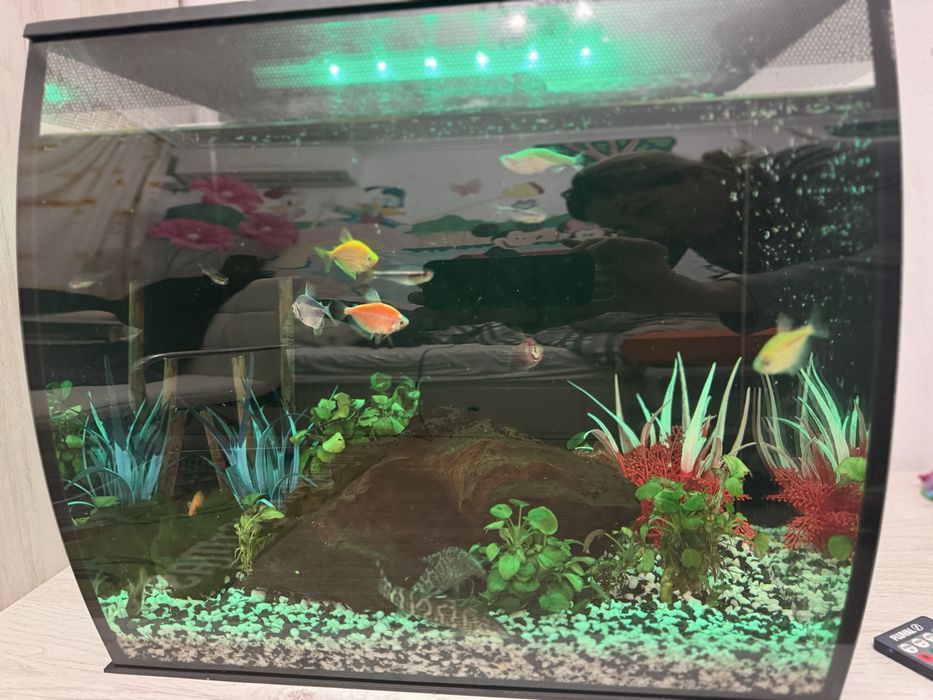 Acvariul Fluval Flex 57 L + Pesti si accesorii pentru acvariu