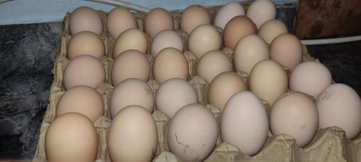 Продам яйцо инкубационное куры брамо