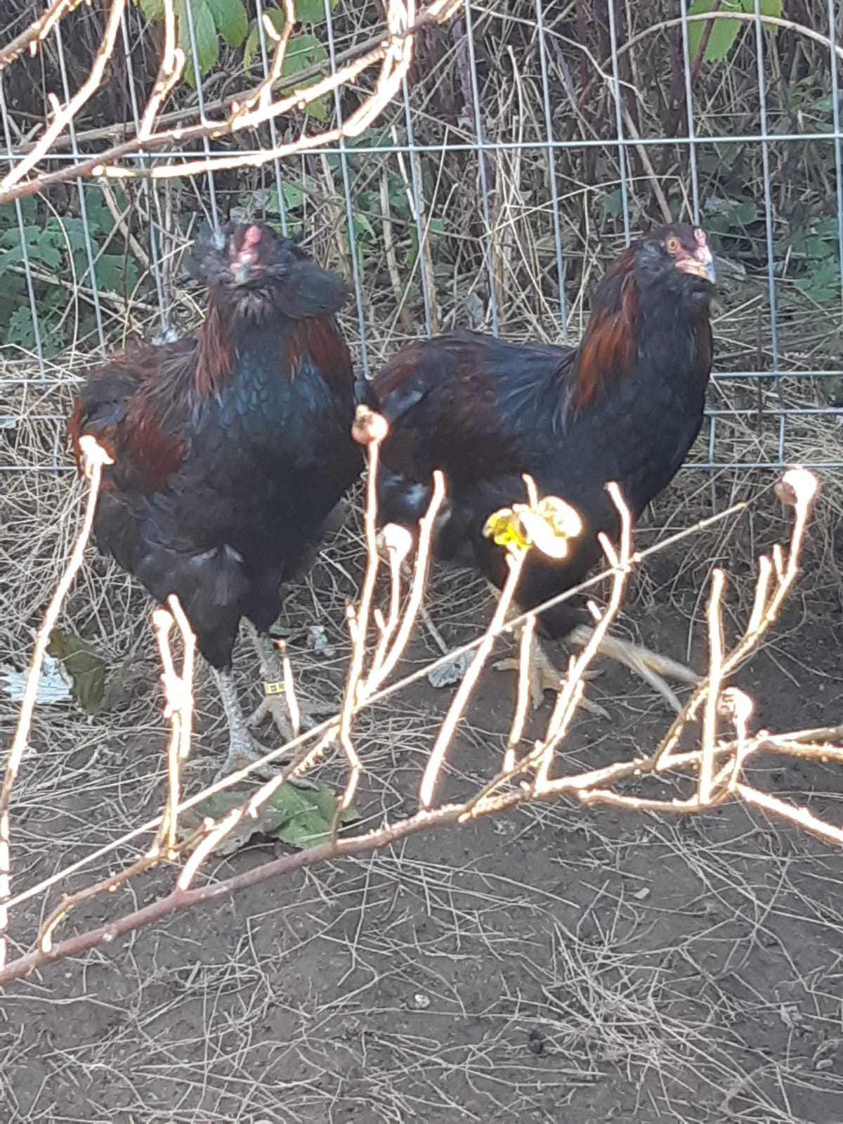 Cocoși Araucana Sălbatic