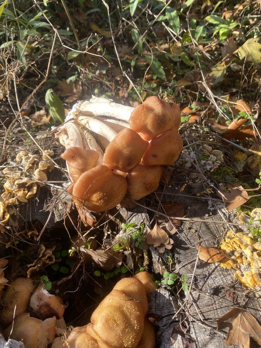 ghrbe proaspete ideala pentru zacusa