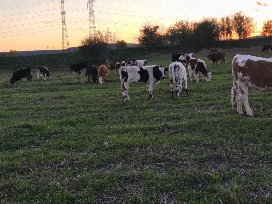 Vând vitei,vitele,juninci