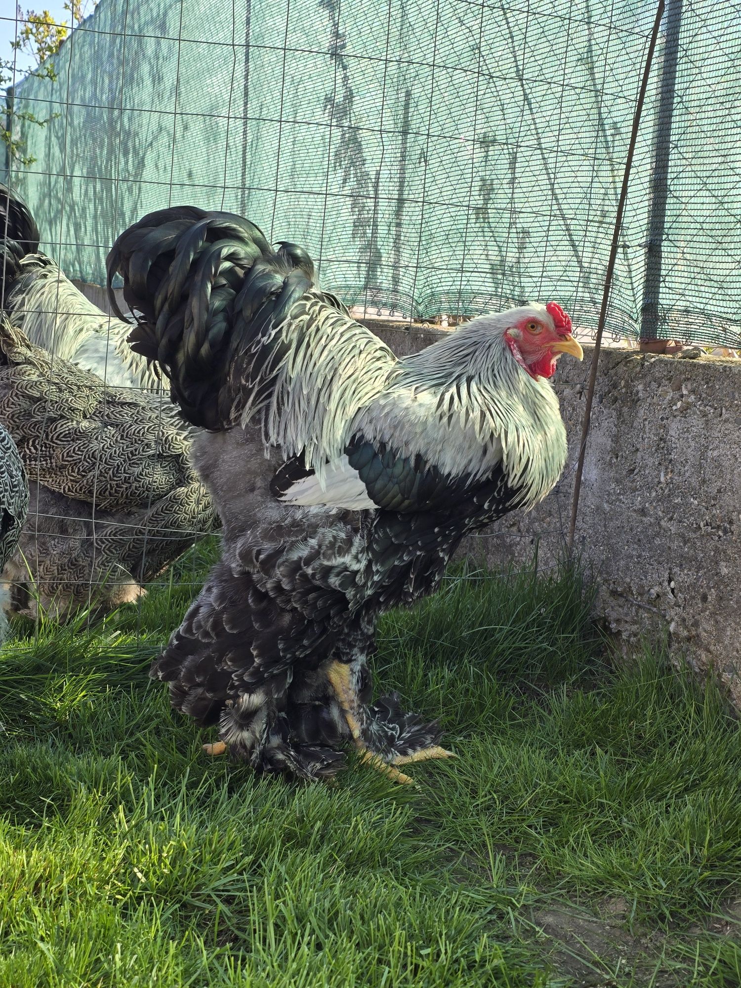 Brahma herminat inchis