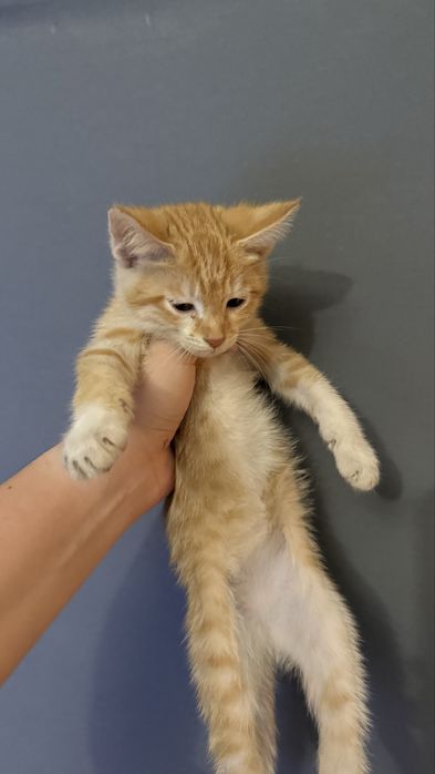 Котенок в добрые руки