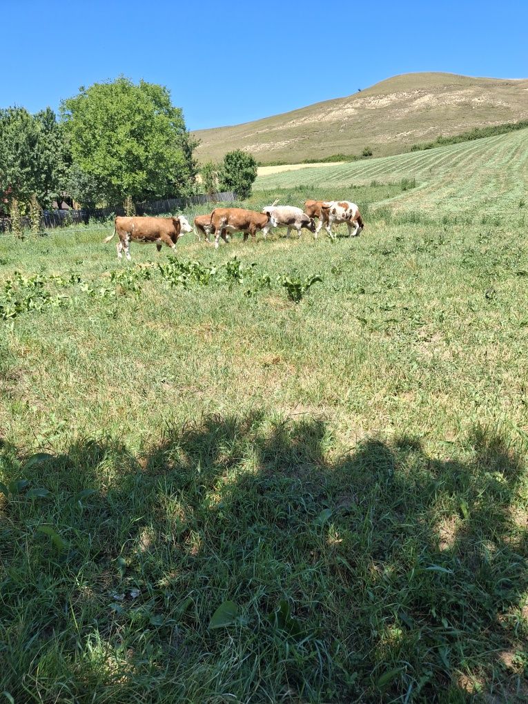 Vând  junici 6 bucăți
