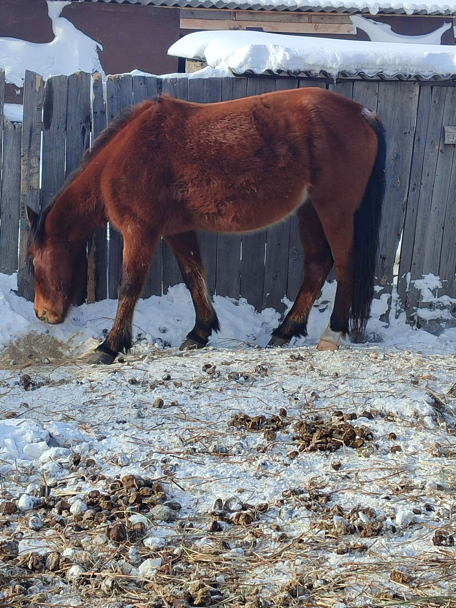 Продам жеребых кобыл