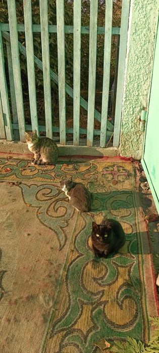 Котята в добрые руки.