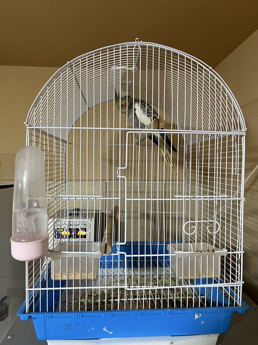 Vand nimfa 2 ani si jumatate