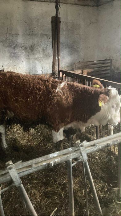 Taurasi cu certificat original