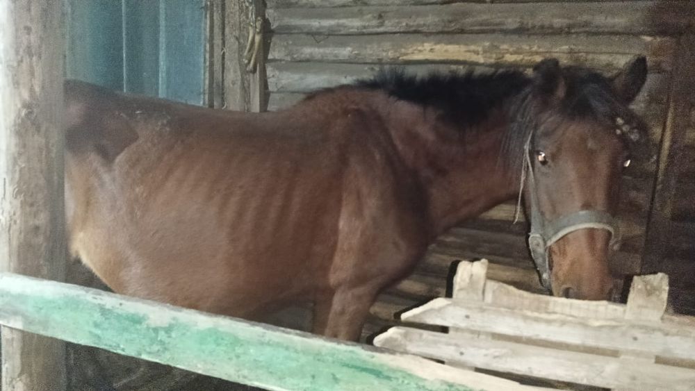 Срочно Продам лошадей