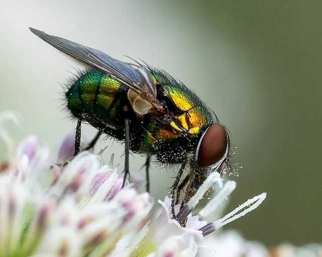 Sigma 105 2.8 macro Nikon