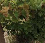 Vand struguri de vin producator