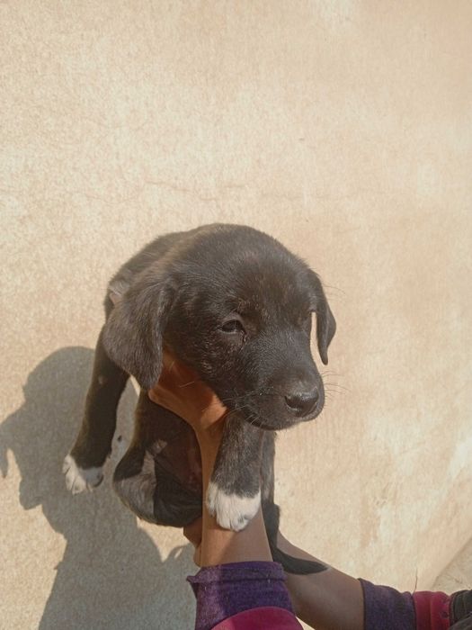 Пристроить собак