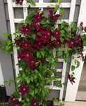 Plante ornamentale  tip liana clematis