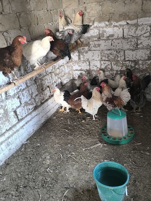 Қораздар  Петухи