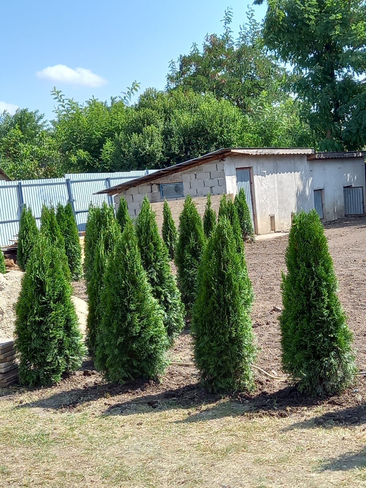 Vând tuia thuja smaragd verde persil