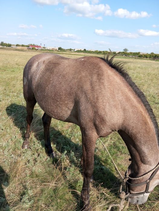 Продается жеребец