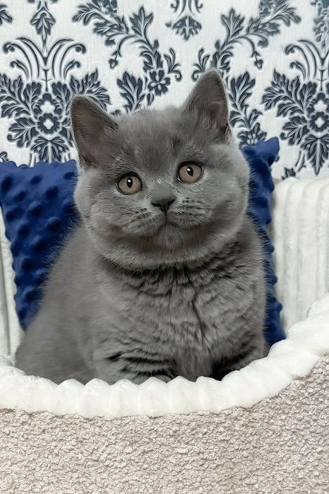 Скотиш страйт голубого окраса