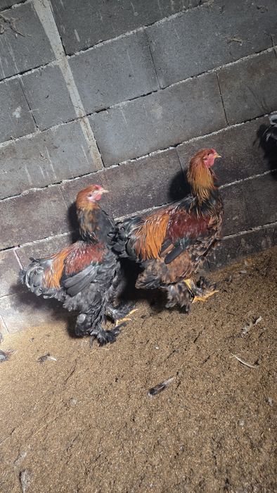 Vand, sau schimb Cocoși Brahma de 5 luni