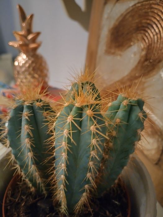 Екзотичен кактус от Малта