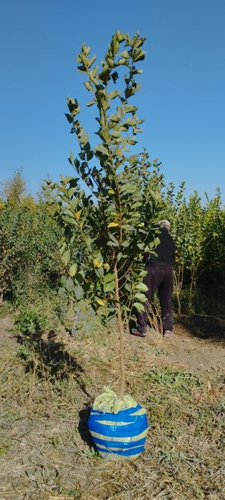 Сада кайрагоч Sada Qayragʻoch