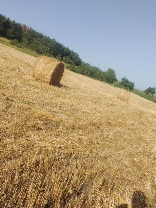 Vând baloți de paie