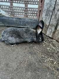 Продам кроликов «Фландр» в г.Костанай