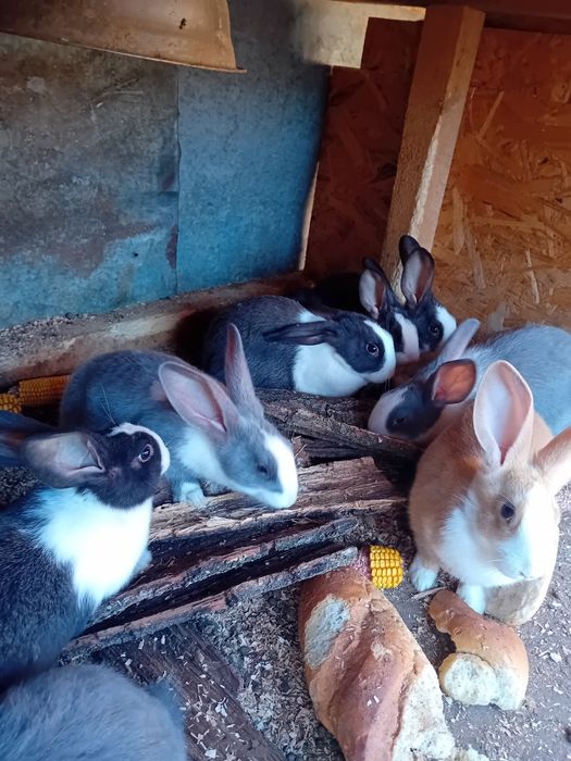 Iepuri hycole  de vanzare.