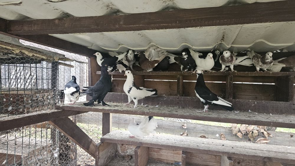 Vând 10 porumbei albi cu negru