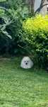 Mascul pomeranian mini Spitz