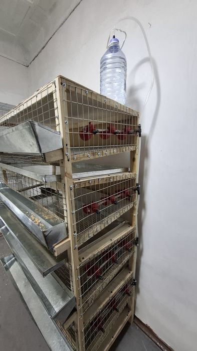 Bedana uchun katelar