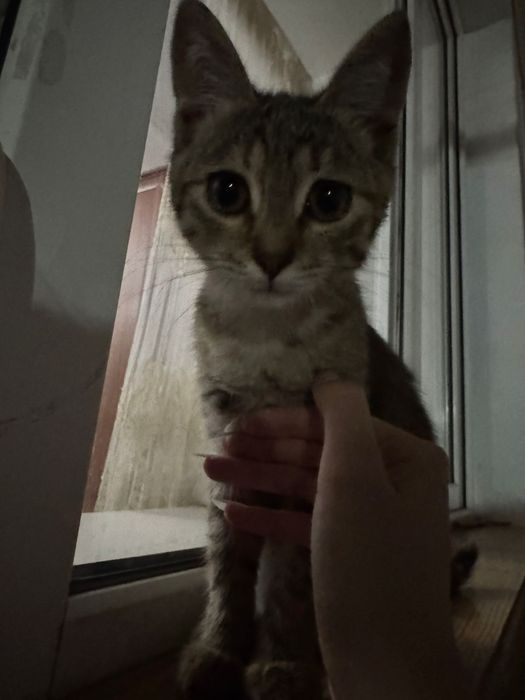 миленький котенок девочка ищет себе компаньонку