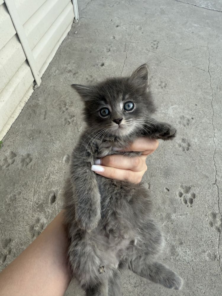 Отдам котят в добрые руки