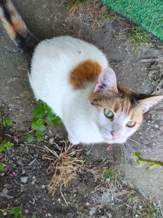 Luna, o mi-nu-ne de pisică. Adopt-o!