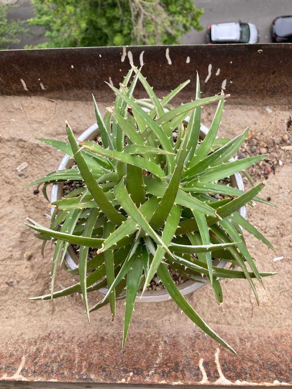 Выносливый суккулент диккия бревифолия (Dyckia Brevifolia), недорого