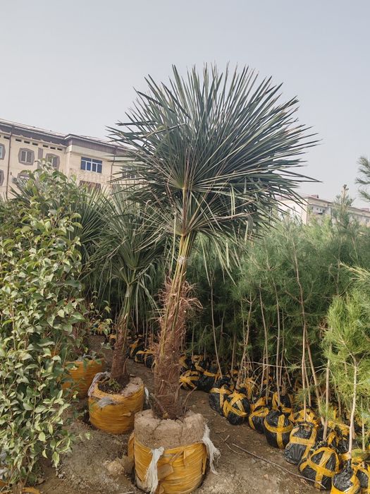 Manzarali daraxtlar gullar sotuvda