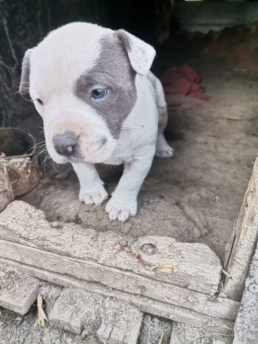 Donez American Bully