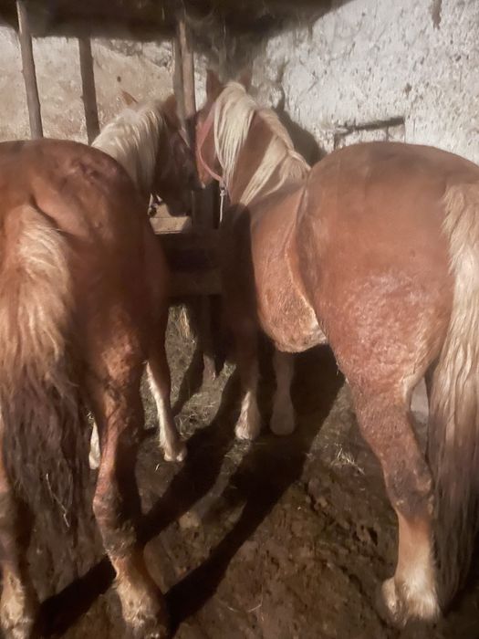 Vand 2 iepe si 2 mânji