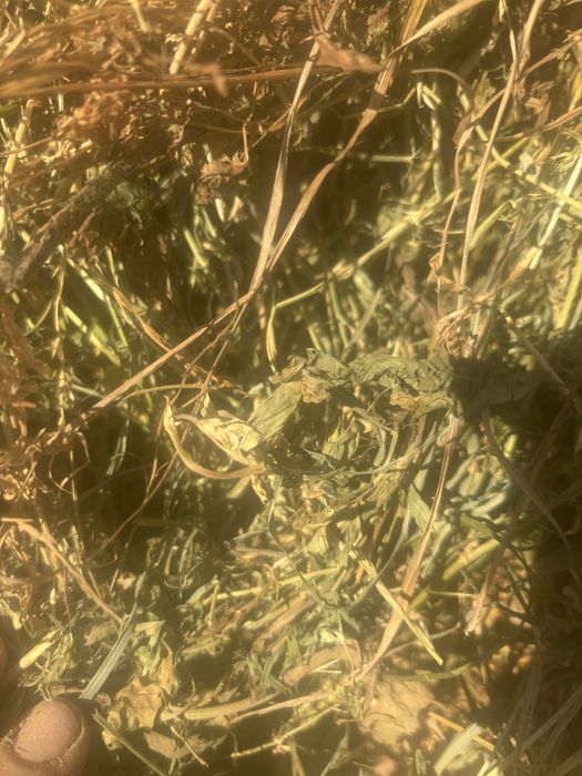 Vand baloti de lucerna