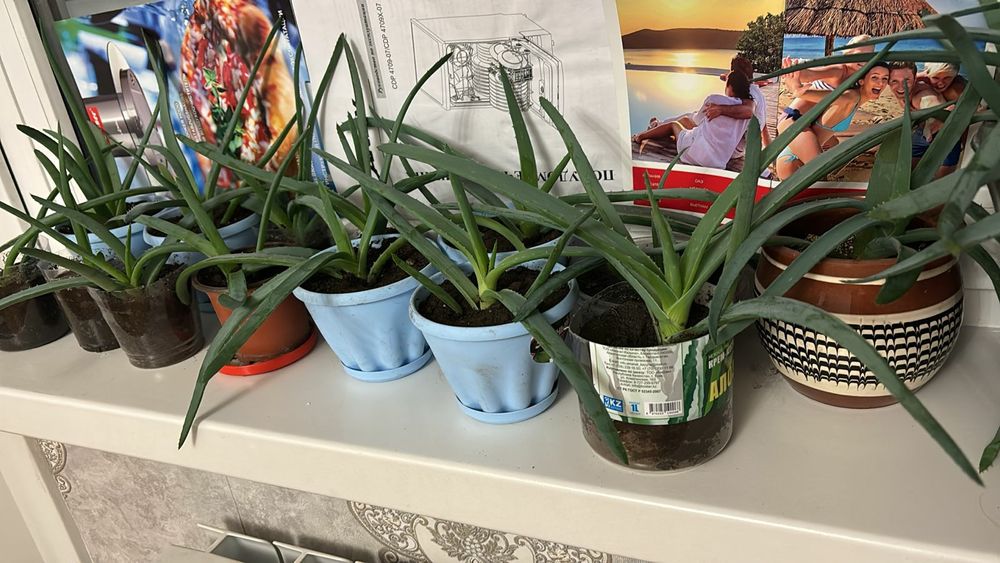 Продам алоэ вера 1,5 года по 500 тенге