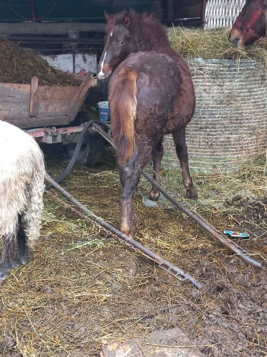 Vând cârlan de 6 luni