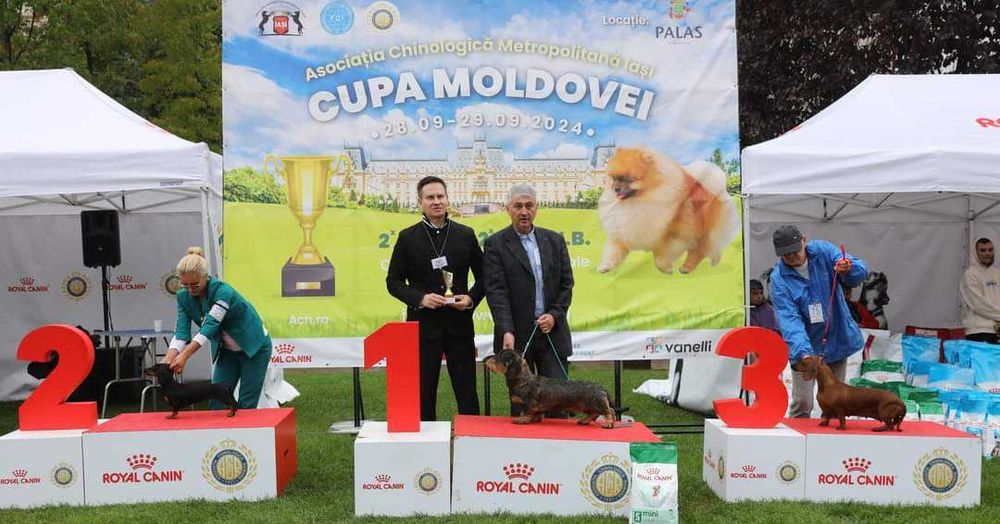 Pui Teckel Standard par Sarmos ( Dachshund Standard Rauhhaar )