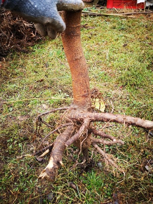 Пауловния Томентоса и Шан Тонг - двугодишни фиданки.