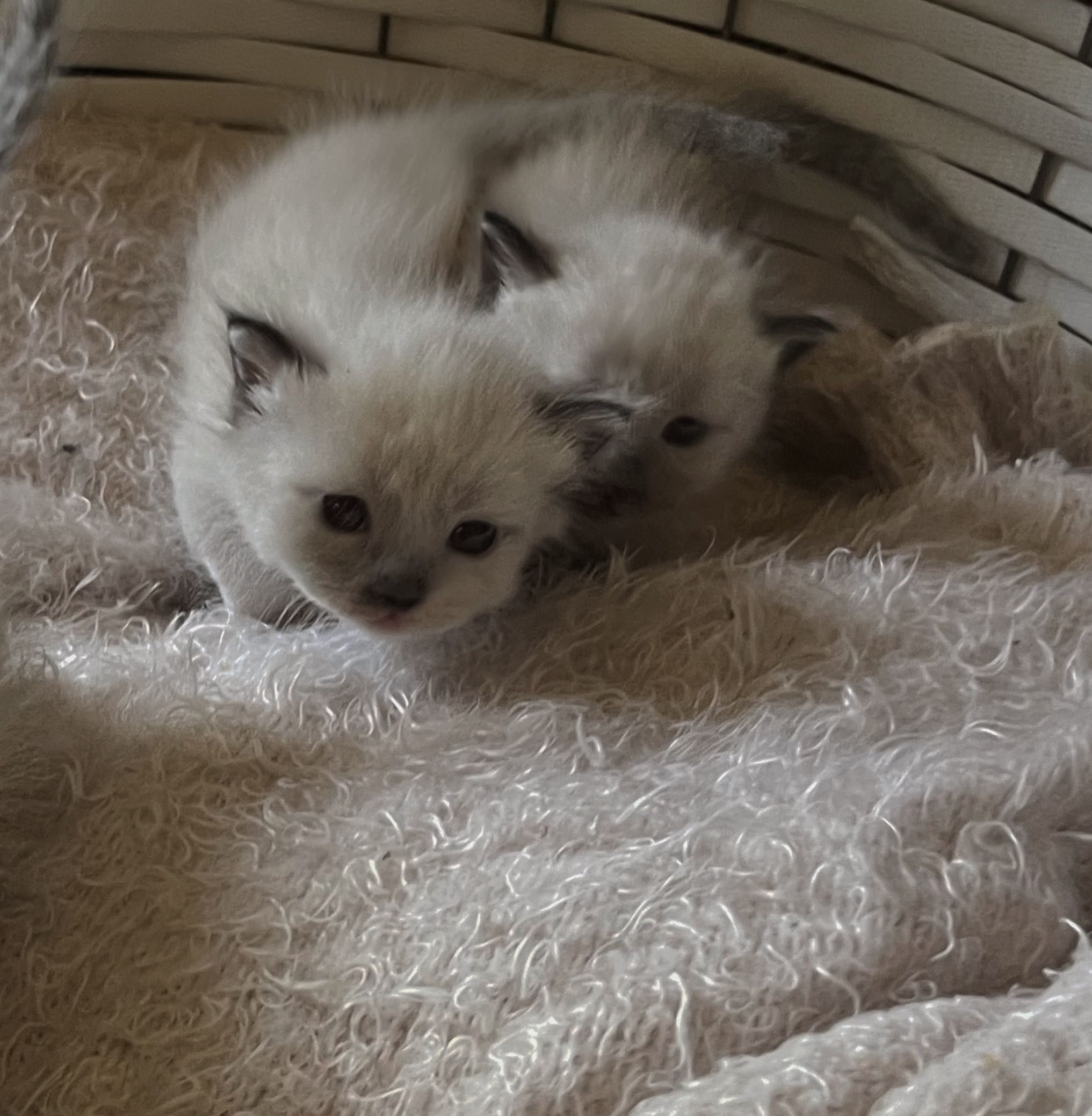 Продаются котята Рэгдолл
