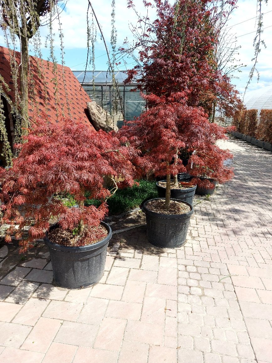 Thuja Maslin Artar japonez  plante ornamentale Cedru Leylandii Bambus