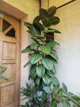 Vand floare ficus